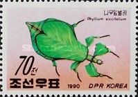 Walking Leaf (Phyllium siccifolium)