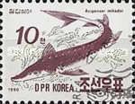 Sakhalin Sturgeon (Acipenser mikadoi)