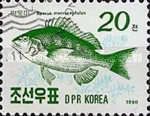 Black Sea Bream (Sparus macrocephalus)