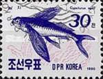 Japanese Flying Fish (Cypsilurus agoo)