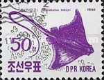 Japanese Eagle Ray (Myliobatus tobijei)