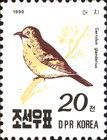 Eurasian Jay (Garrulus glandarius)