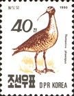 Whimbrel (Numenius phaeopus)