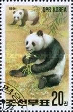 Giant Panda (Ailuropoda melanoleuca)