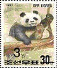 Giant Panda (Ailuropoda melanoleuca)