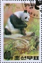Giant Panda (Ailuropoda melanoleuca)