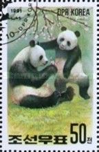 Giant Panda (Ailuropoda melanoleuca)