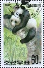 Giant Panda (Ailuropoda melanoleuca)
