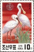 Black-faced Spoonbill (Platalea minor)