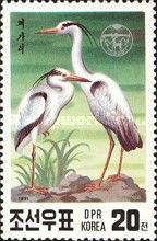 Grey Heron (Ardea cinerea)