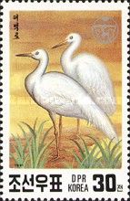 Great White Egret (Ardea alba)