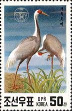 White-naped Crane (Grus vipio)