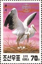 Oriental White Stork (Ciconia boyciana)