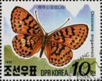 Pearl-bordered Fritillary (Clossiana angarensis)