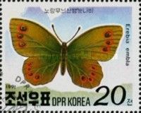 Lapland Ringlet (Erebia embla)