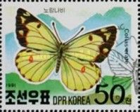 Pale Clouded Yellow (Colias erate)