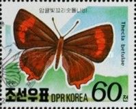 Brown Hairstreak (Thecla betulae)