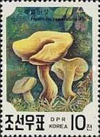 Hydnum Repandum