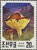Phylloporus rhodoxanthus