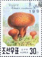 Calvatis Craniformis