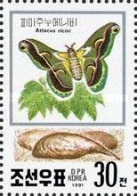 Ailanthus Silkmoth (Samia cynthia ricini)