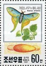 Japanese Luna Moth (Actias artemis)
