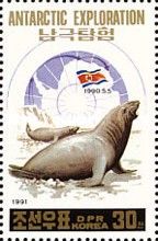 Southern Elephant Seal (Mirounga leonina)