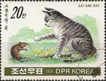 Domestic Cat (Felis silvestris catus) and Rat