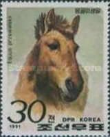 Przewalski’s Horse (Equus przewalskii)