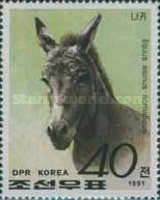 Somali Wild Ass (Equus asinus somalicus)