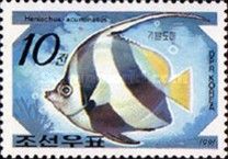 Logfin Bannerfish (Heniochus acuminatus)