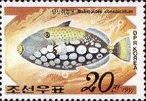 Clown Triggerfish (Balistoides conspicillum)
