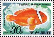 Tomato Clownfish (Amphiprion frenatus)