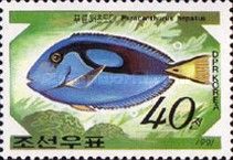 Palette Surgeonfish (Paracanthurus hepatus)