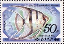 Freshwater Angelfish (Pterophyllum scalare)