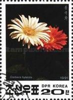 Gerbera hybrida