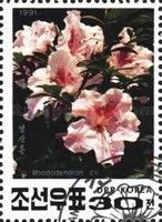 Rhododendron sp.