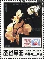 Phalaenopsis sp.