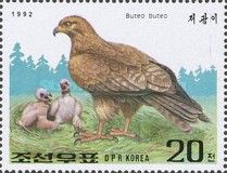 Common Buzzard (Buteo buteo)
