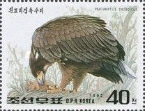 Steller's Sea-eagle (Haliaeetus pelagicus)