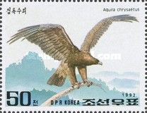Golden Eagle (Aquila chrysaetos)