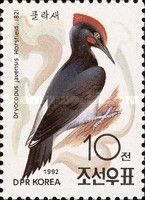 White-bellied Woodpecker (Dryocopus javensis)