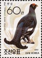 Black Grouse (Lyrurus tetrix )