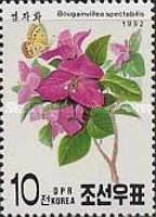 Bougainvillea spectabilis