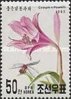 Crinum x Powellii