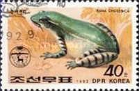 Seoul Frog (Rana chosenica)
