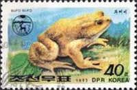 Common Toad (Bufo bufo)