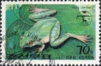 Japanese Tree Frog (Hyla japonica)