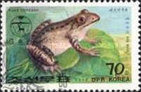 Korean Brown Frog (Rana coreana)