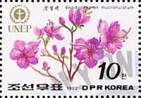 Rhododendron mucronulatum